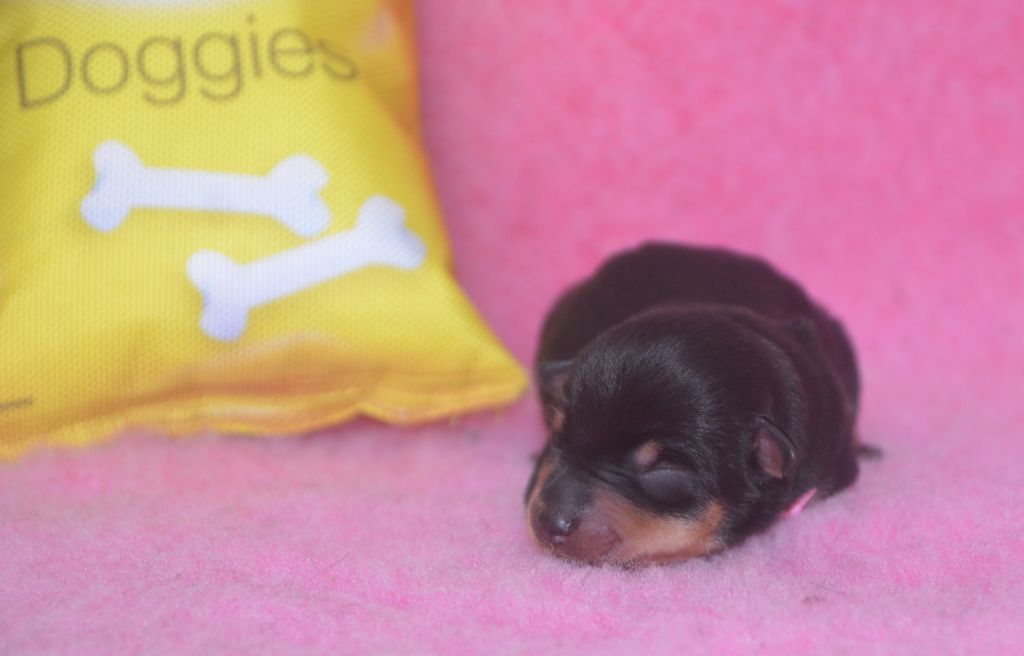 Des Fondues De Chocolat - Chiot disponible  - Lancashire Heeler