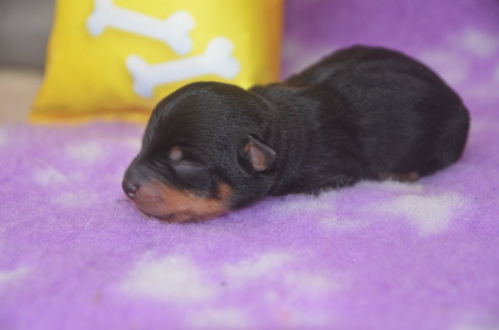 Des Fondues De Chocolat - Chiot disponible  - Lancashire Heeler