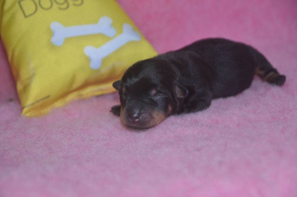 Des Fondues De Chocolat - Chiot disponible  - Lancashire Heeler