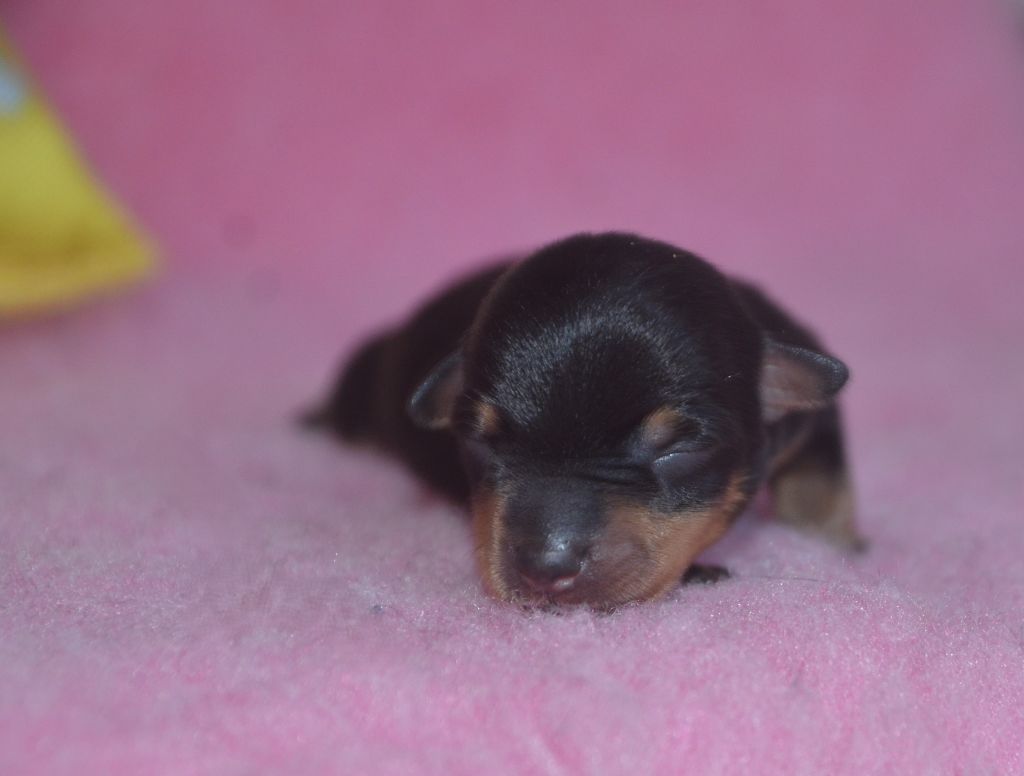 Des Fondues De Chocolat - Chiot disponible  - Lancashire Heeler