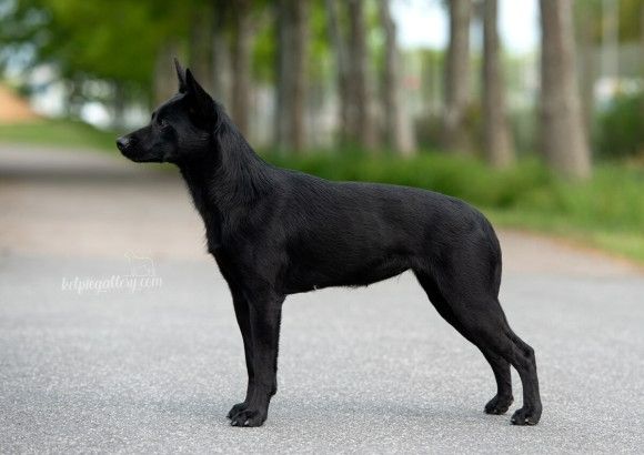 Les Australian Kelpie de l'affixe Des Fondues De Chocolat