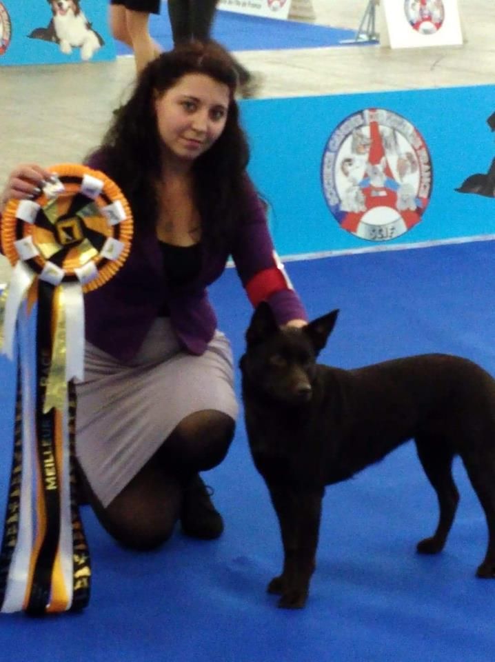 Des Fondues De Chocolat - Paris Dog Show 2019