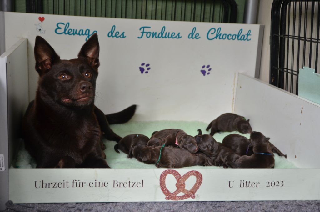 Des Fondues De Chocolat - Naissance de 10 bébés kelpies