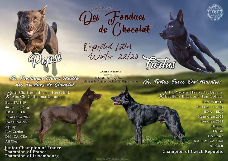 chiot Australian Kelpie Des Fondues De Chocolat