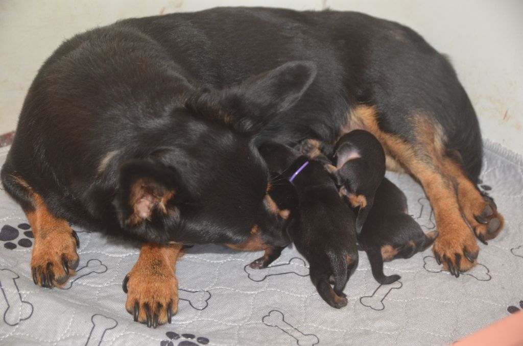 chiot Lancashire Heeler Des Fondues De Chocolat