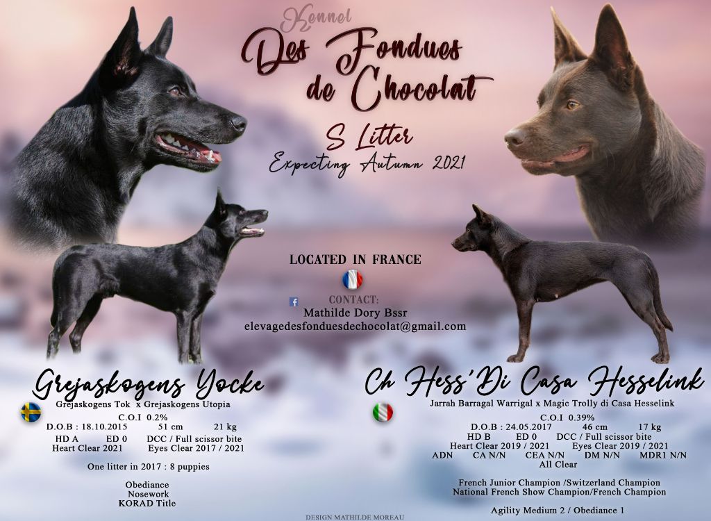 Des Fondues De Chocolat - Australian Kelpie - Portée née le 05/11/2021