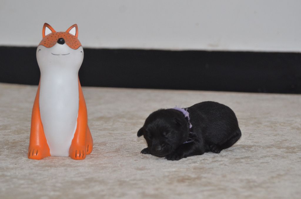 Des Fondues De Chocolat - Chiots disponibles - Australian Kelpie