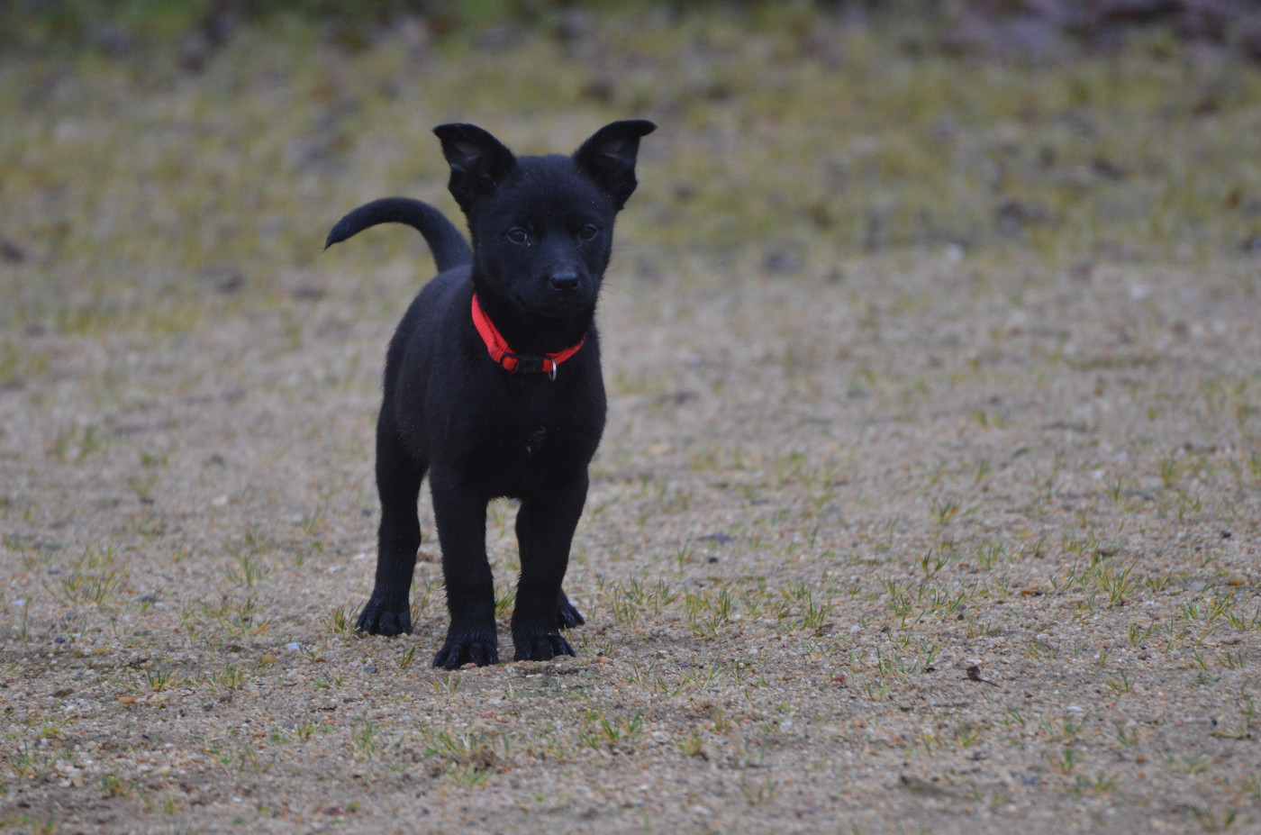 Des Fondues De Chocolat - Chiots disponibles - Australian Kelpie