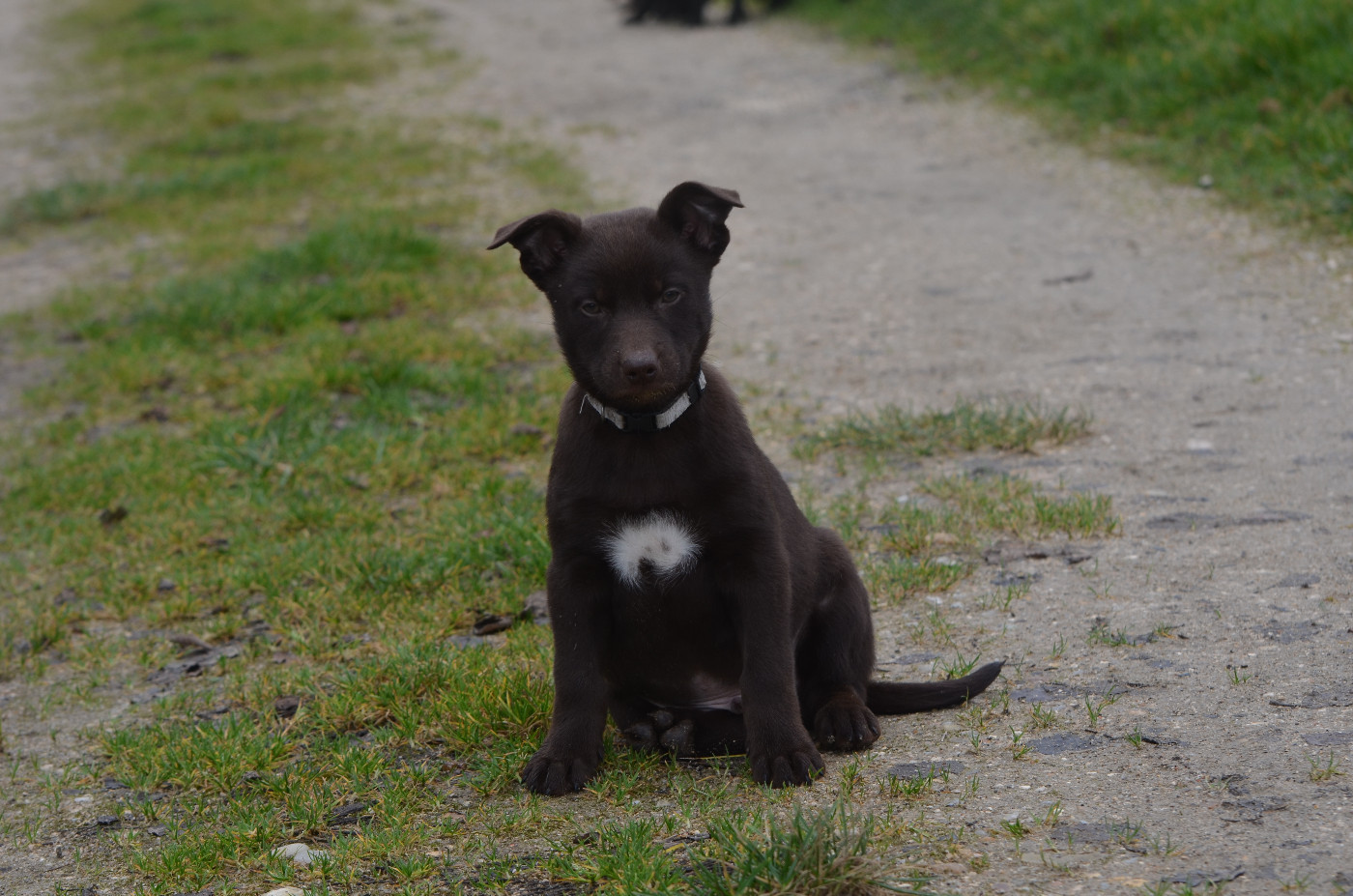 Des Fondues De Chocolat - Chiots disponibles - Australian Kelpie