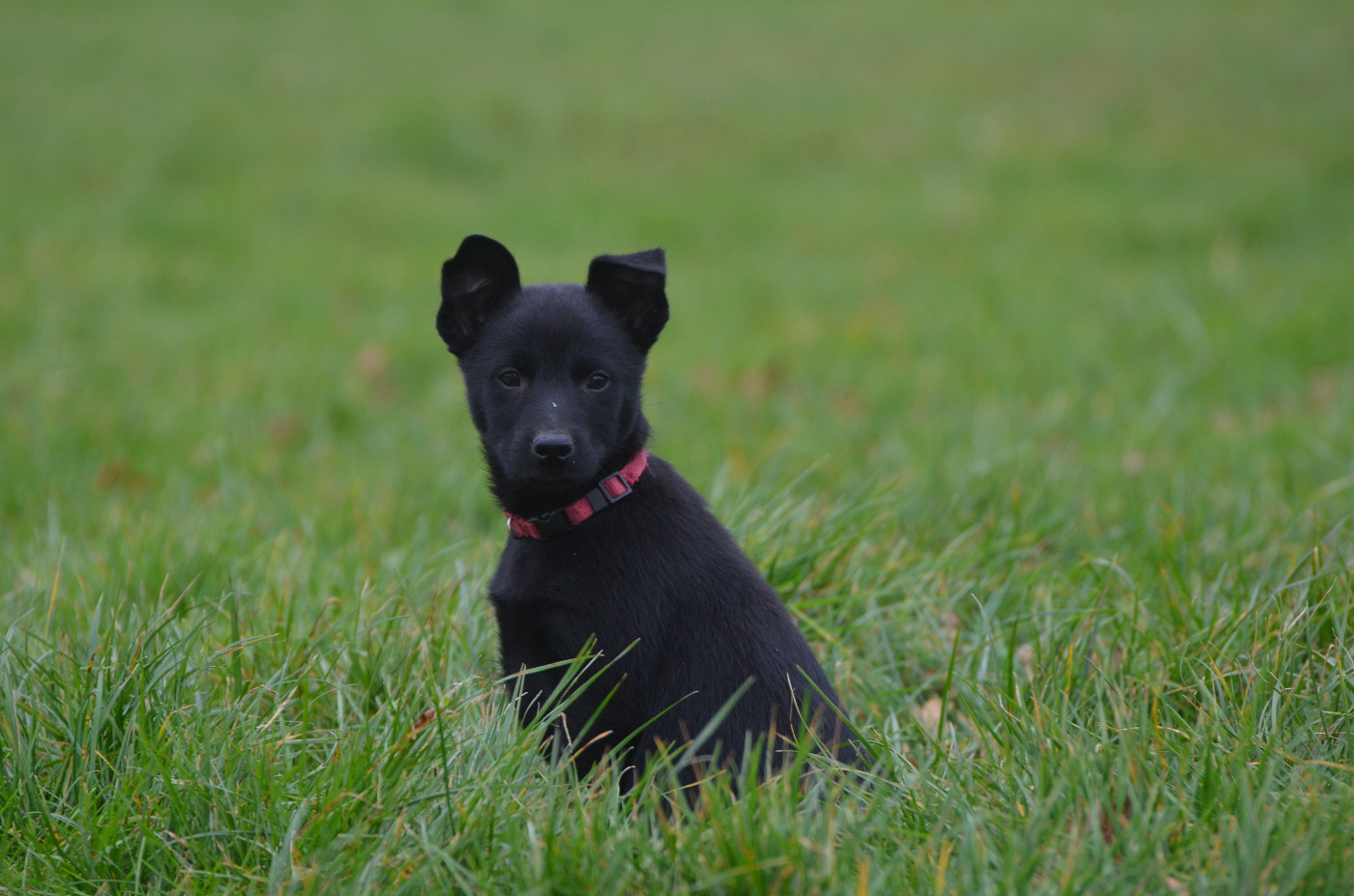 Des Fondues De Chocolat - Chiots disponibles - Australian Kelpie