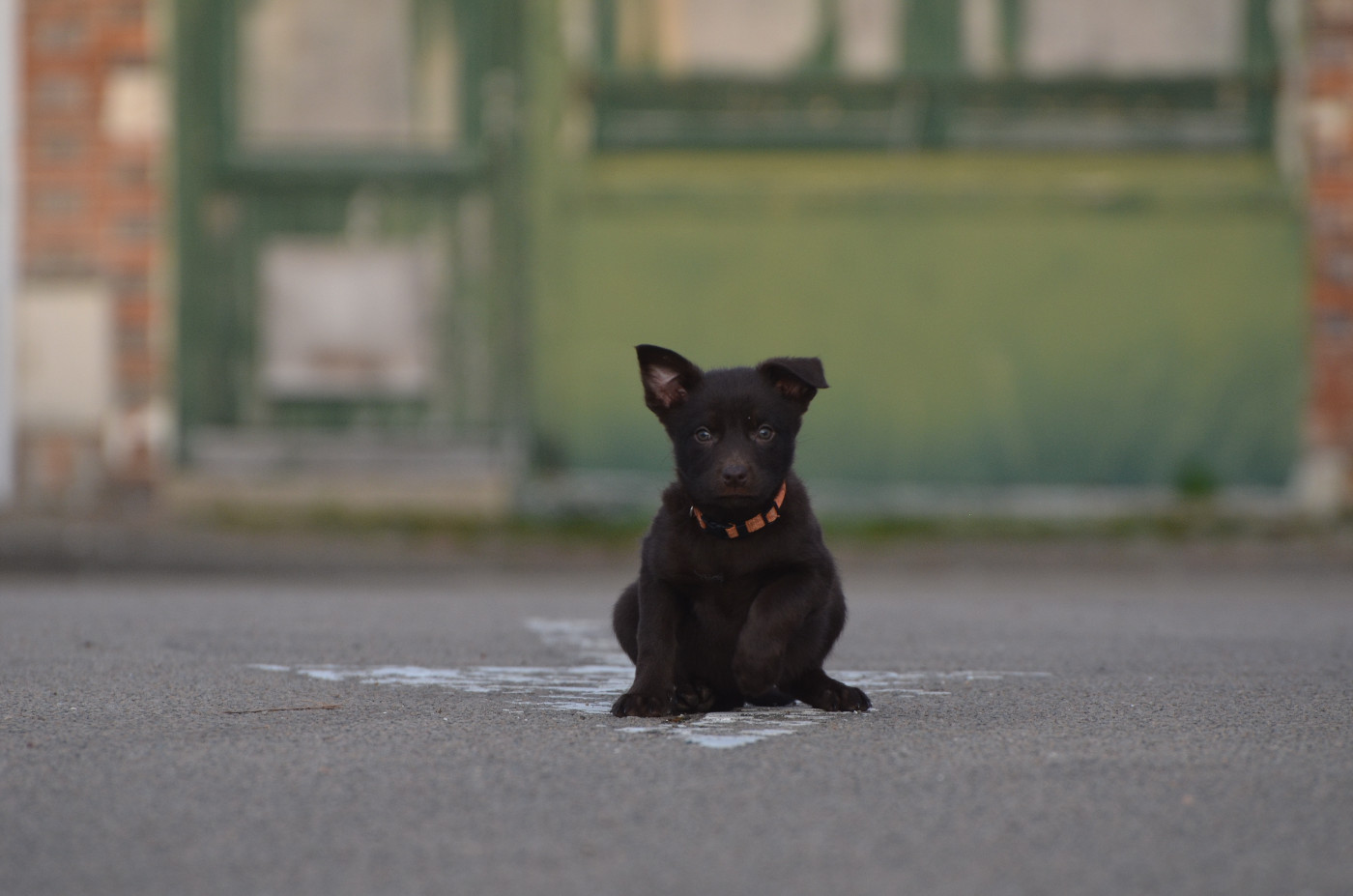 Des Fondues De Chocolat - Chiots disponibles - Australian Kelpie