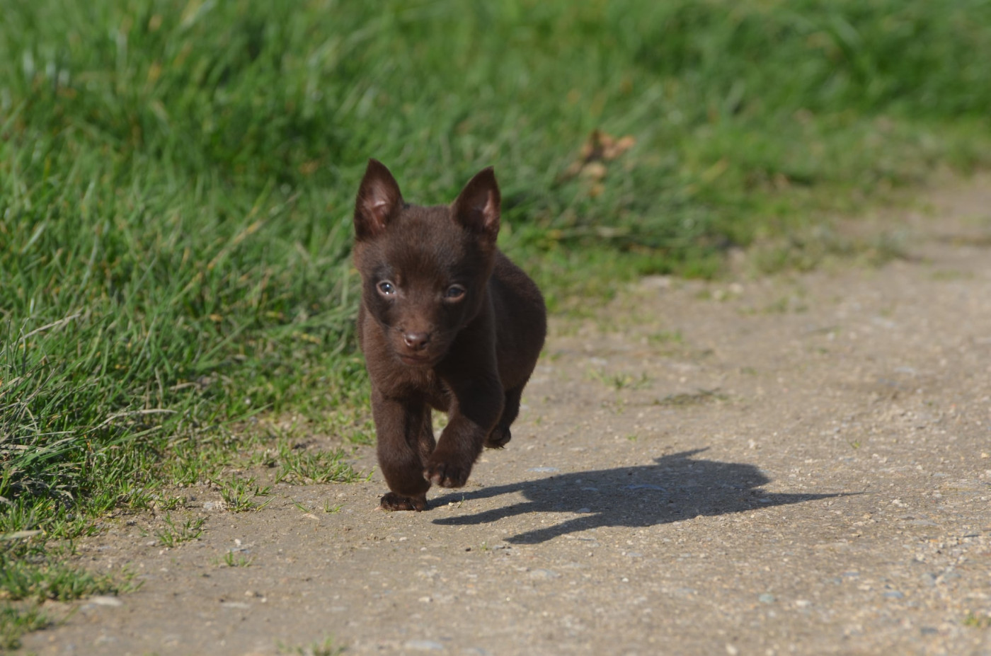 Des Fondues De Chocolat - Chiots disponibles - Australian Kelpie