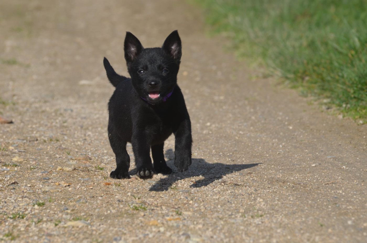 Des Fondues De Chocolat - Chiots disponibles - Australian Kelpie
