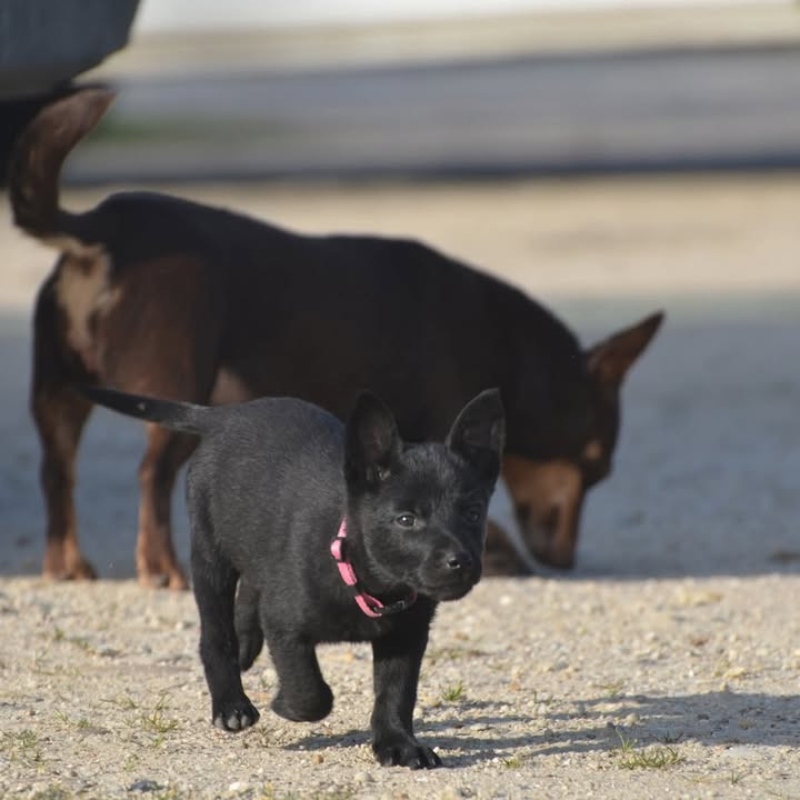 Des Fondues De Chocolat - Chiots disponibles - Australian Kelpie