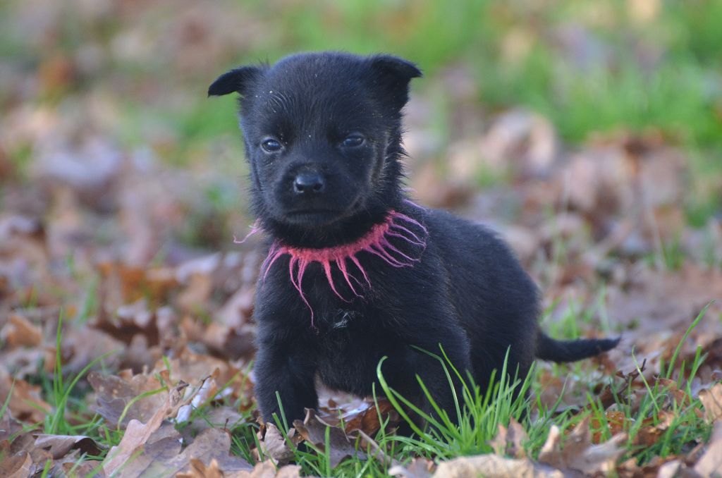 Des Fondues De Chocolat - Chiots disponibles - Australian Kelpie