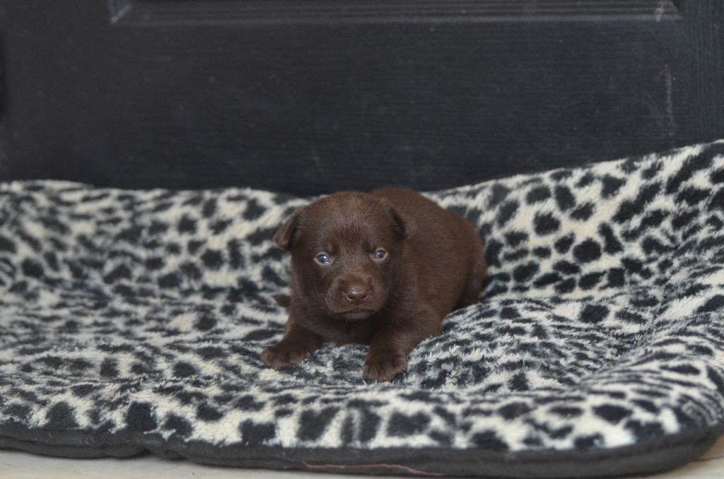 Des Fondues De Chocolat - Chiots disponibles - Australian Kelpie