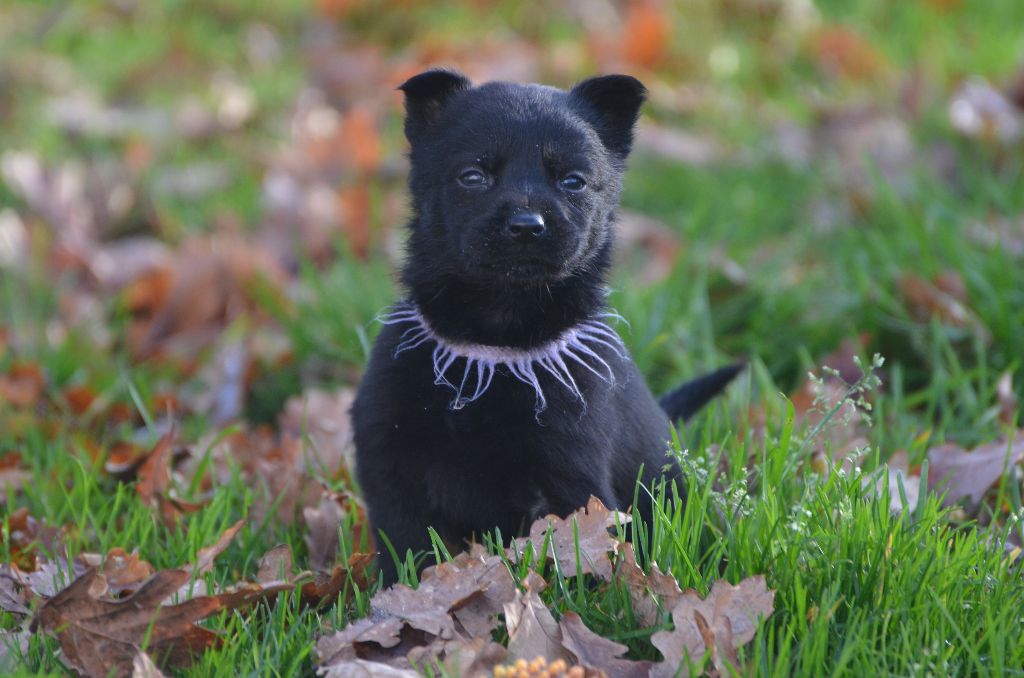 Des Fondues De Chocolat - Chiots disponibles - Australian Kelpie