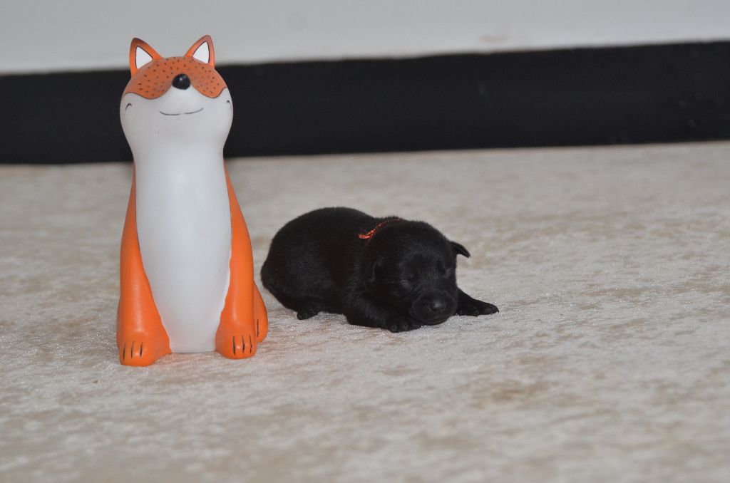 Des Fondues De Chocolat - Chiots disponibles - Australian Kelpie