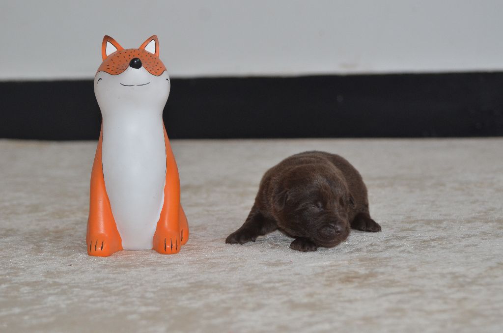 Des Fondues De Chocolat - Chiots disponibles - Australian Kelpie