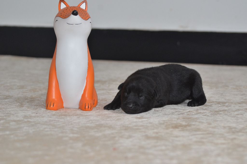 Des Fondues De Chocolat - Chiots disponibles - Australian Kelpie