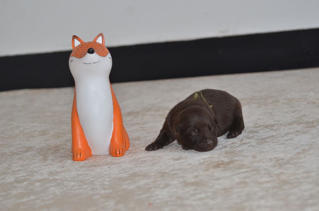 Des Fondues De Chocolat - Chiots disponibles - Australian Kelpie