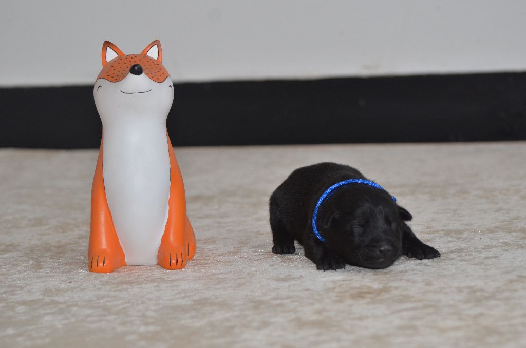 Des Fondues De Chocolat - Chiots disponibles - Australian Kelpie