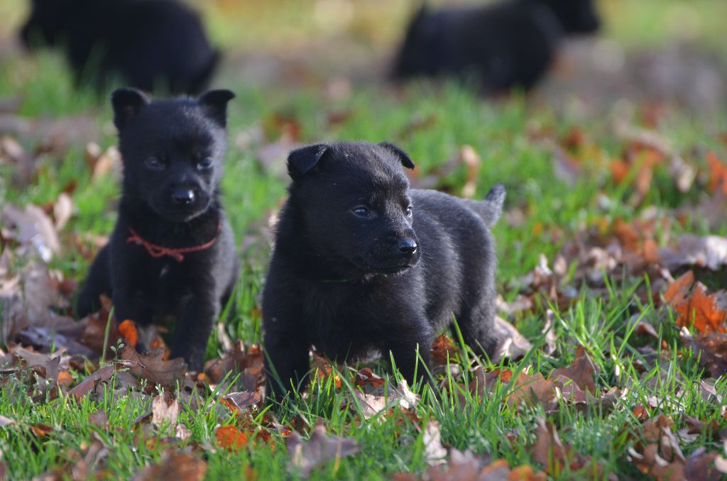 Des Fondues De Chocolat - Chiots disponibles - Australian Kelpie