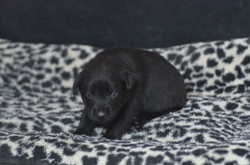 Des Fondues De Chocolat - Chiots disponibles - Australian Kelpie