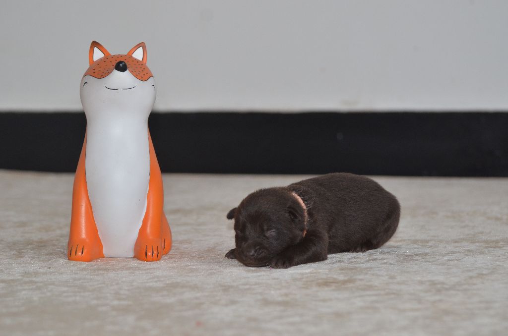 Des Fondues De Chocolat - Chiots disponibles - Australian Kelpie