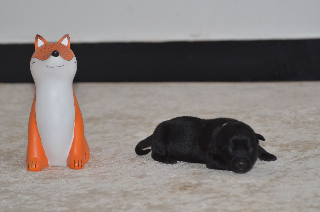 Des Fondues De Chocolat - Chiots disponibles - Australian Kelpie