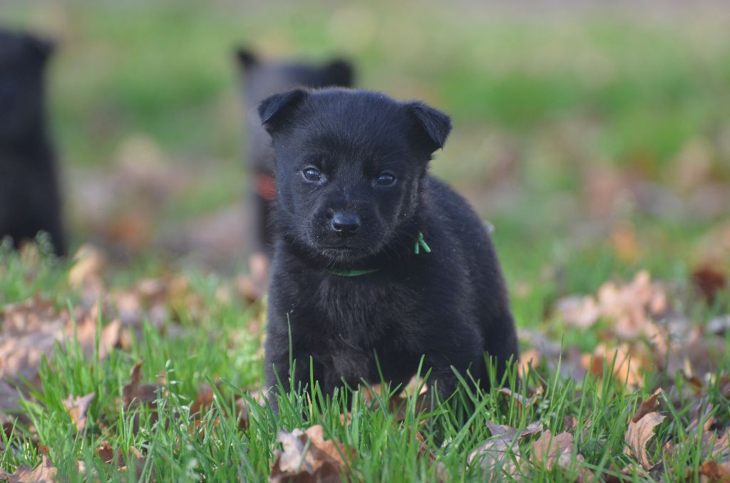 Des Fondues De Chocolat - Chiots disponibles - Australian Kelpie