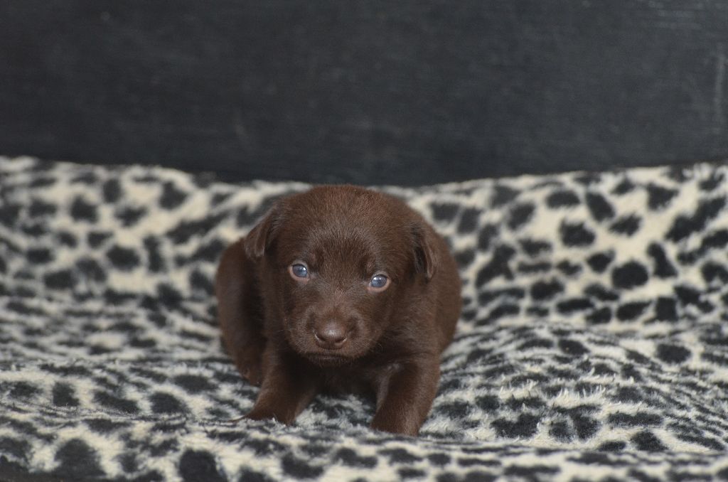Des Fondues De Chocolat - Chiots disponibles - Australian Kelpie