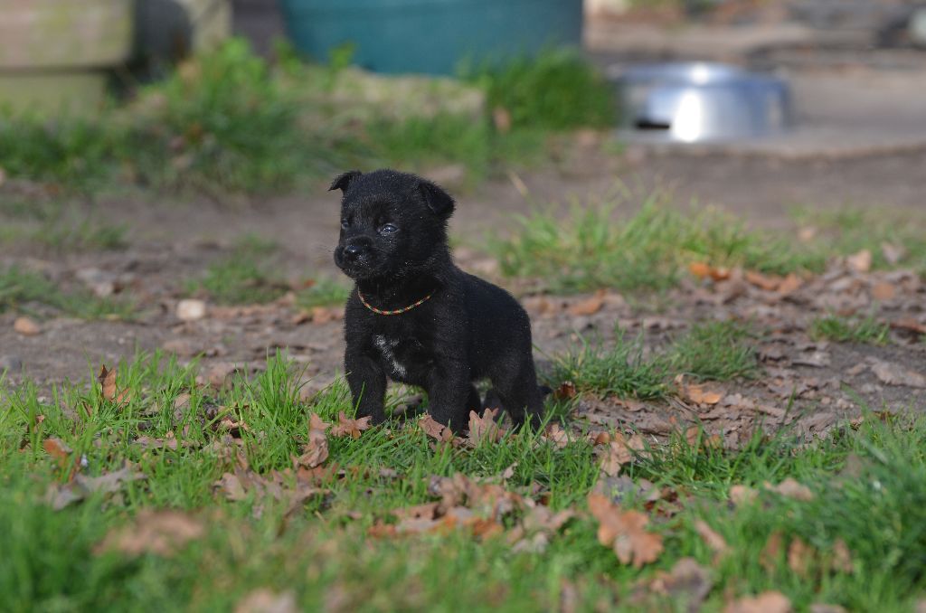 Des Fondues De Chocolat - Chiots disponibles - Australian Kelpie