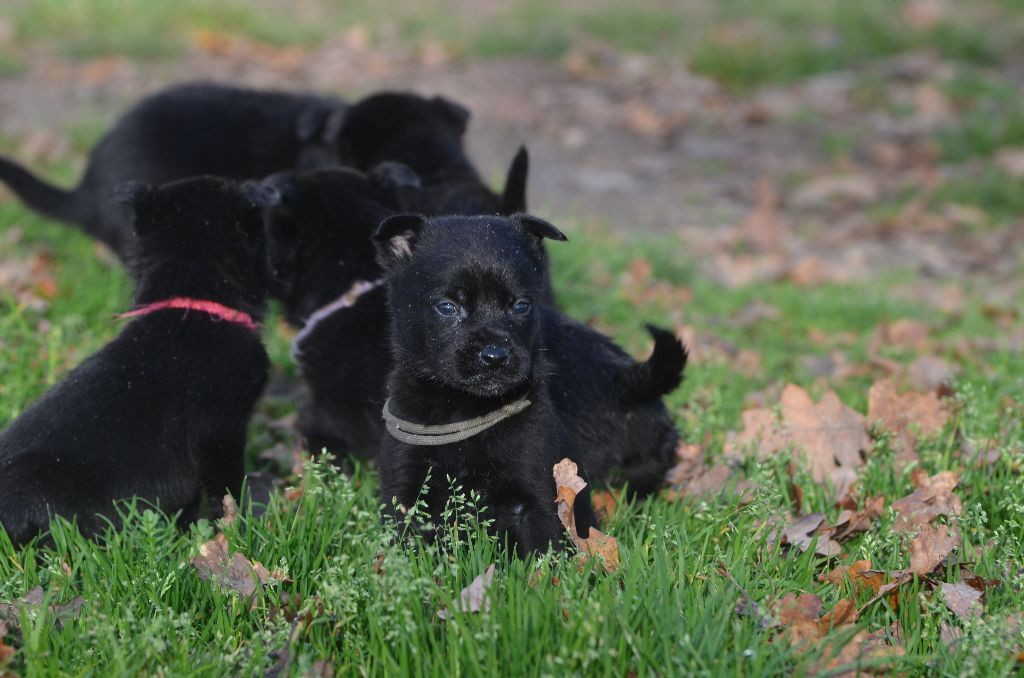 Des Fondues De Chocolat - Chiots disponibles - Australian Kelpie