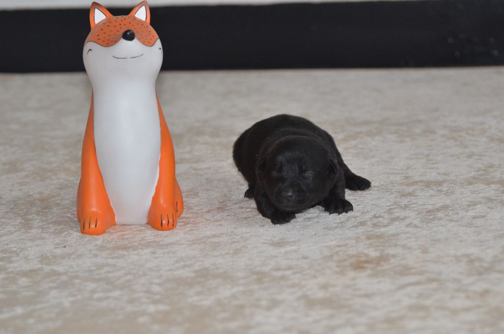 Des Fondues De Chocolat - Chiots disponibles - Australian Kelpie