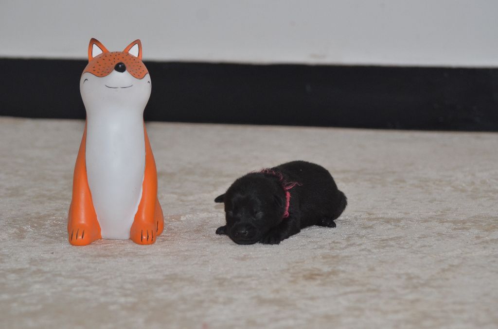 Des Fondues De Chocolat - Chiots disponibles - Australian Kelpie