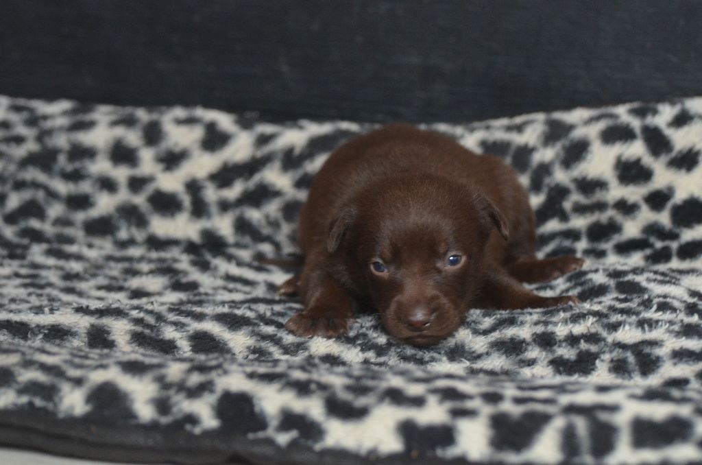 Des Fondues De Chocolat - Chiots disponibles - Australian Kelpie