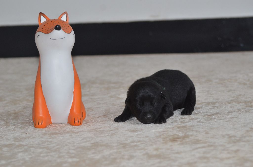 Des Fondues De Chocolat - Chiots disponibles - Australian Kelpie